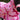 County Star Stable Rug 1