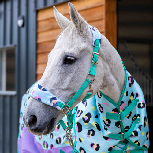 NEW Wild One Head Collar & Lead Rope Set - Mini